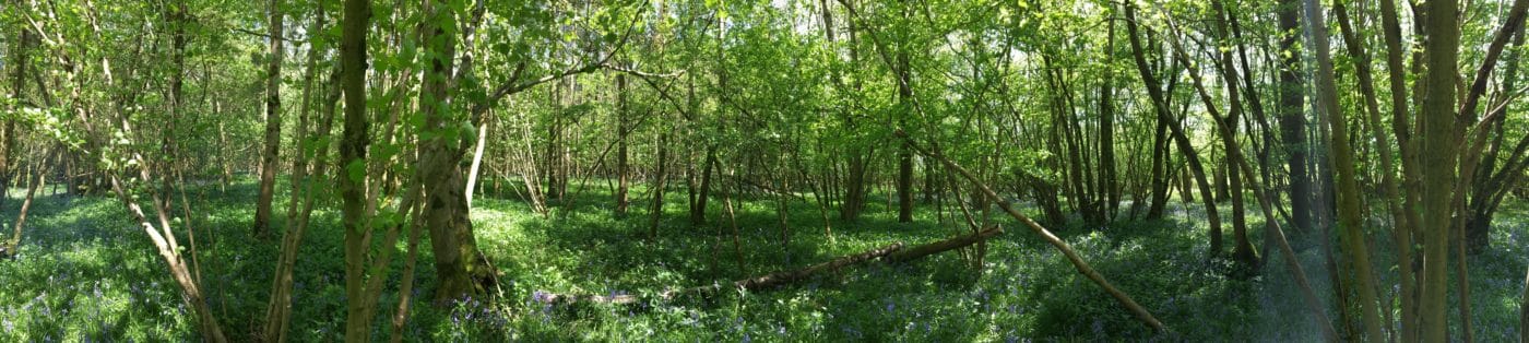 photo of green forest