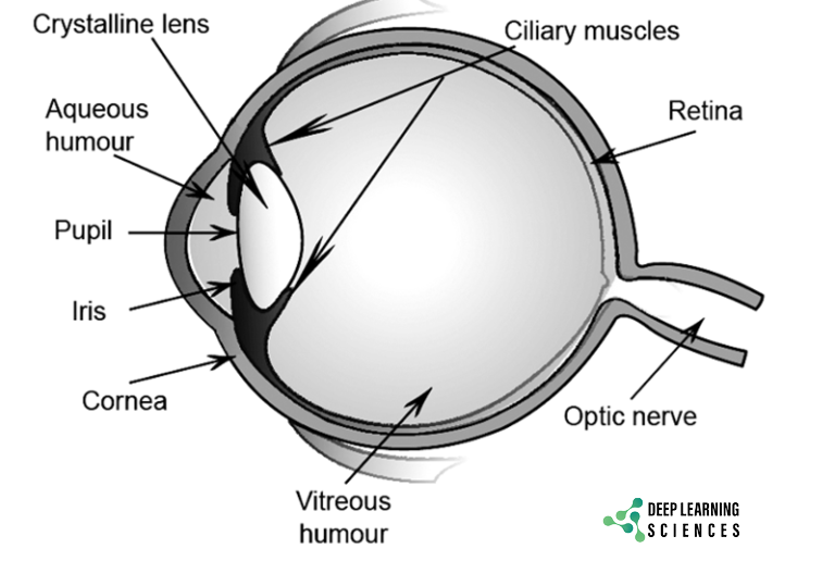 Human Eye